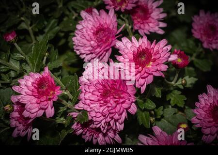 groupe de chrysanthèmes fuchsia sur fond de feuillage vert Banque D'Images