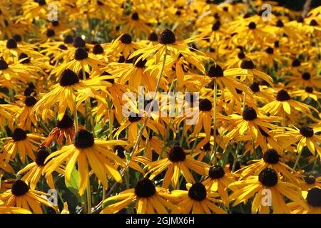 Le jardin d'été de rudbeckia goldsturm, jaune en gros plan, fleurit Banque D'Images