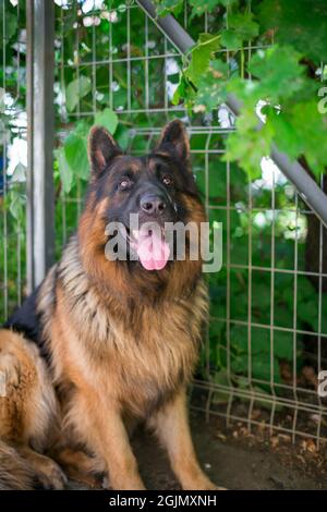 Portrait du Berger allemand « Ajax » Banque D'Images