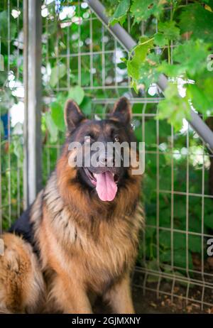 Portrait du Berger allemand « Ajax » Banque D'Images