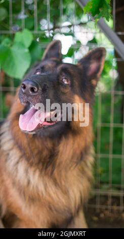 Portrait du Berger allemand « Ajax » Banque D'Images