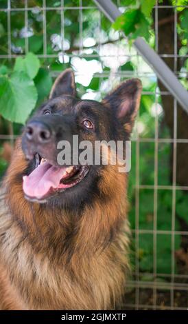 Portrait du Berger allemand « Ajax » Banque D'Images