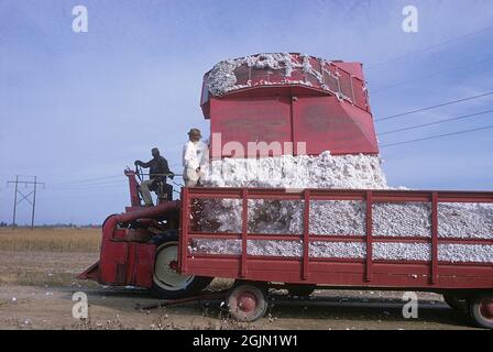 États-Unis Géorgie 1967. Un agriculteur inspectant le coton récolté lorsqu'il est vidé dans un wagon de la machine utilisée pour le récolter. Original KODACHROME. Crédit Roland Palm réf. 6-4-8 Banque D'Images