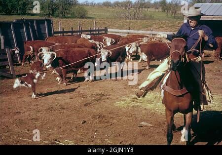 États-Unis Oklahoma. Un cowboy avec du bétail sur un ranch 1959. Original KODACHROME. Crédit Roland Palm réf. 6-9-8 Banque D'Images