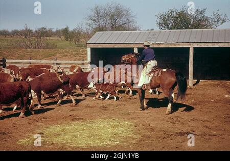 États-Unis Oklahoma. Un cowboy avec du bétail sur un ranch 1959. Original KODACHROME. Crédit Roland Palm réf. 6-9-7 Banque D'Images