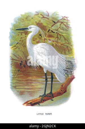 Le petit aigrette, Egretta garzetta, est une espèce de petit héron de la famille des Ardeidae. Banque D'Images