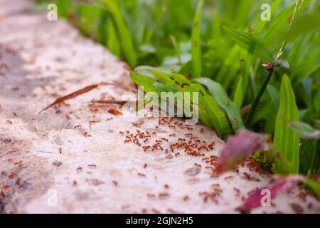 essaim d'fourmis rouges dans l'herbe Banque D'Images