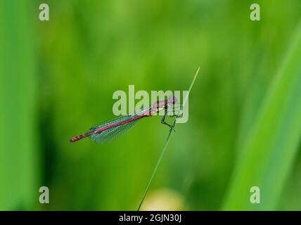 Grand Damselfly rouge perché sur une tige d'herbe Banque D'Images