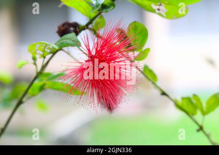 Gros plan d'une fleur Calliandra Haematopus rose vif Banque D'Images