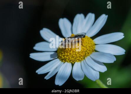 Survoler les pattes épaisses sur la fleur de pâquerette Banque D'Images