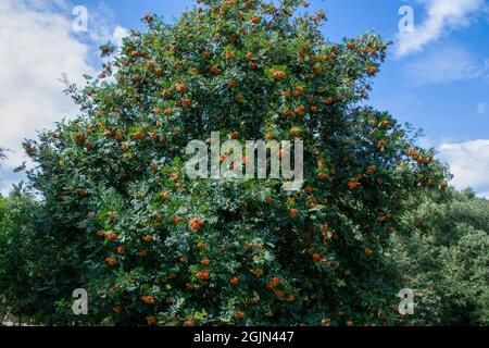 Rowan Tree plein de baies Banque D'Images