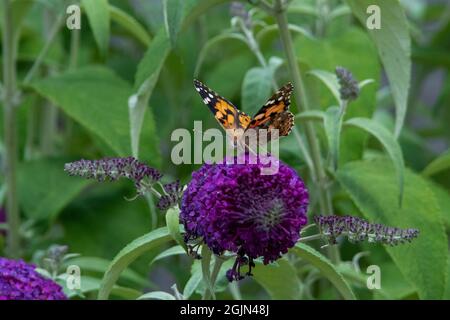 Papillon lady peint sur la fleur de Buddleia Banque D'Images