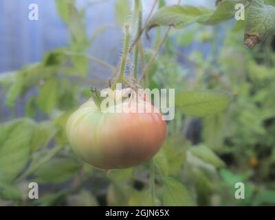 Un grand beefsteak de tomate historique montré dans un état semi mûr Banque D'Images