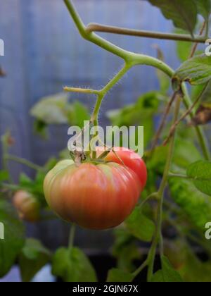Un grand beefsteak de tomate historique montré dans un état semi mûr Banque D'Images