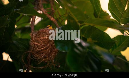 Un adorable œil blanc asiatique de Warbling reposant sur le nid. Un Mejiro japonais adulte se repose sur une branche d'un parc arboré dans la ville de Taipei. Oiseaux nichant le jour du printemps Banque D'Images