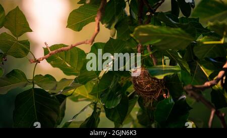 Un adorable œil blanc asiatique de Warbling reposant sur le nid. Un Mejiro japonais adulte se repose sur une branche d'un parc arboré dans la ville de Taipei. Oiseaux nichant le jour du printemps Banque D'Images