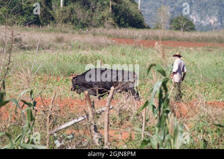 VINALES, CUBA - 18 FÉVRIER 2016 : paysan local avec un boeuf dans la vallée de Vinales, Cuba Banque D'Images