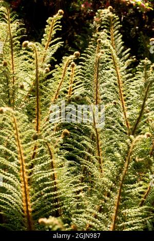 Polystichum setiferum Plumosum densum Soft Shield fougère tiges en plein soleil Banque D'Images