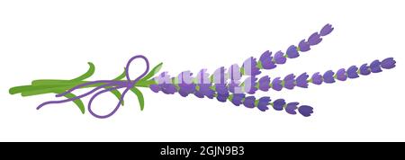 Bouquet de fleurs de lavande parfumées coupées et fraîches.Illustration de dessin animé vectoriel isolée sur blanc. Illustration de Vecteur