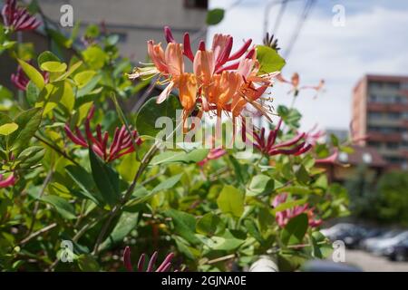 Lonicera etrusca (chèvrefeuille) plante grimpante, fleurant avec des fleurs de couleur orange pêche et des boutons rouges au soleil Banque D'Images