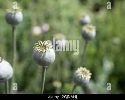 Capsules de graines de pavot dans un jardin d'épices sur l'île suédoise de la mer Baltique Öland. Banque D'Images