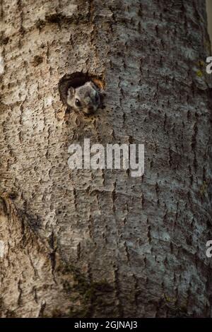 Écureuil de Sibérie (Pteromys volans) dans son arbre de nidification, Finlande sauvage Banque D'Images