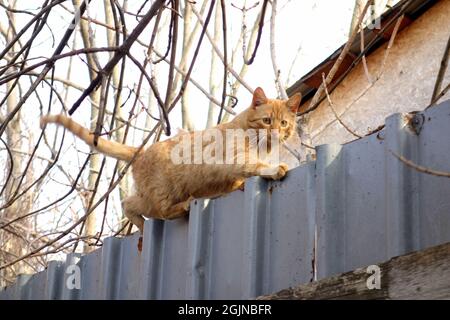 Chat rouge agile tabby marchant en toute confiance sur le bord de clôture en gardant son équilibre Banque D'Images