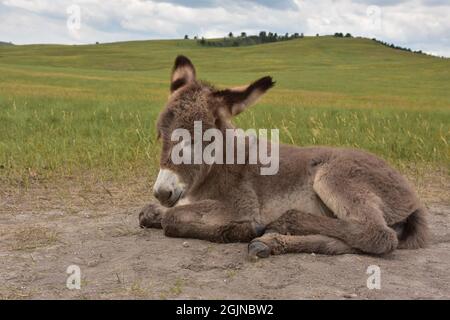 Très mignonne fourrure sombre moelleuse sur un bébé burro reposant dans un champ. Banque D'Images