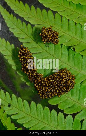 Gartenkreuzspinne, araignée de jardin européenne, Araneus diadematus, Spinne des Jahres 2010, Jungtier-Nest, amas d'araignées-bébés, épiderlings Banque D'Images