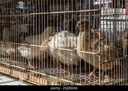 Oiseaux mis en cage à vendre sur un marché de rue de l'île de Majorque, Espagne Banque D'Images