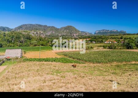 Paysage agricole de la vallée de Vinales, Cuba Banque D'Images