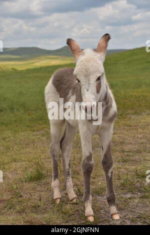 Burro de bébé doux sur des jambes banchancelantes debout dans un grand champ d'herbe. Banque D'Images