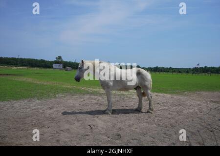 Paître des chevaux dans une ferme du New Jersey, Etats-Unis. Banque D'Images