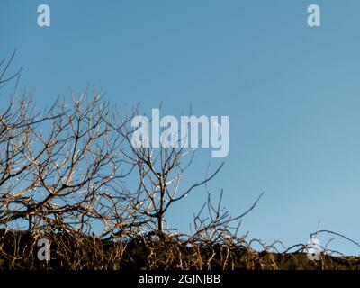 Vue panoramique de la demi-lune naturelle contre un ciel bleu clair. Paysage rural avec branches d'arbre sans feuilles au premier plan Banque D'Images