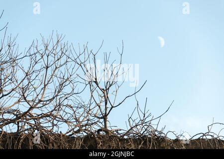 Vue panoramique de la demi-lune naturelle contre un ciel bleu clair. Paysage rural avec branches d'arbre sans feuilles au premier plan Banque D'Images