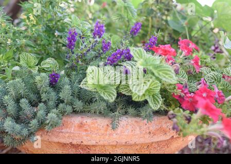 Divers groupes de plantes terrestres dans le pot de fleurs. Mise au point sélective. Banque D'Images