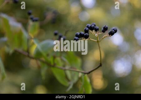 Wayfaring Tree - baies Banque D'Images