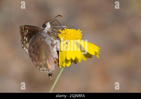 Horace’s Duskywing, Gesta horatius, nectaring femelle de Yellow Sneezeweed, Helenium amarum Banque D'Images