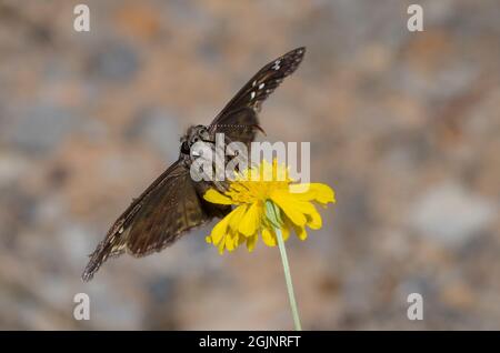 Horace’s Duskywing, Gesta horatius, nectaring femelle de Yellow Sneezeweed, Helenium amarum Banque D'Images