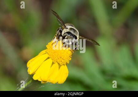 Cutter à feuilles Bee, Megachile sp., fourrageé sur Snezeweed jaune, Helenium amarum Banque D'Images