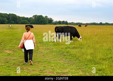 Salisbury, Angleterre - juin 2021 : personne passant devant des vaches broutant dans un grand champ Banque D'Images