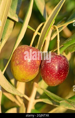 Olives - sur branche en gros plan Banque D'Images