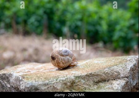 Cuisine française, gros escargots de terre comestibles savoureux escargot croissant sur les vignobles à Burgugne, France gros plan Banque D'Images