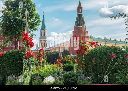 Magnifique scène de jardin avec de fantastiques roses rouges grimpantes sur le festival fleurs Jam 2021 (cvetochnui Jam) avec les tours du Kremlin et le mur comme arrière-plan Banque D'Images