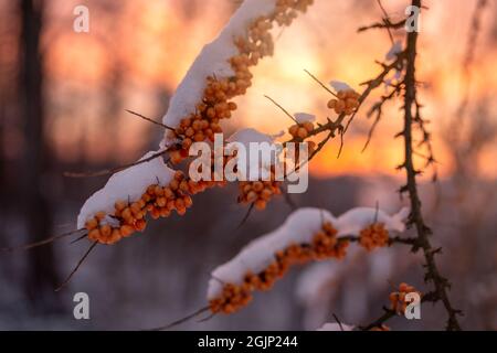 Rowan Tree dans la neige au coucher du soleil. Arrière-plan hivernal enneigé. Baies de rowan rouges recouvertes de neige. Banque D'Images