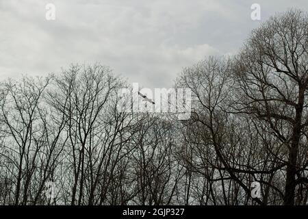 L'oiseau vole au-dessus des arbres. Un corbeau survole la forêt. Un gros oiseau se déplace dans l'air. Vue sur les arbres avec un falcon. Banque D'Images