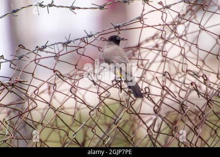 Inde,13 mai, 2021: Oiseau de Bulbul. Oiseau rouge à bulbul ventilé sur la branche. Le bulbul rouge - ventilé est un membre du bulbul Banque D'Images