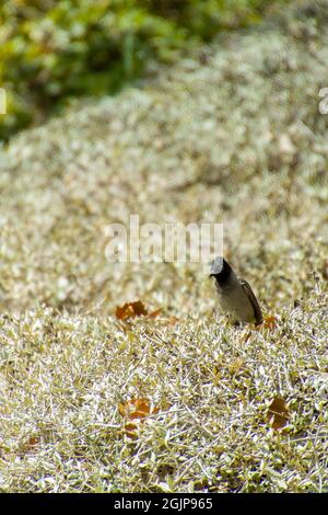 Inde,13 mai, 2021: Oiseau de Bulbul. Oiseau rouge à bulbul ventilé sur la branche. Le bulbul rouge - ventilé est un membre du bulbul Banque D'Images