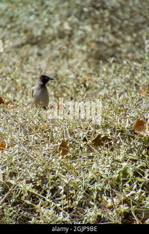 Inde,13 mai, 2021: Oiseau de Bulbul. Oiseau rouge à bulbul ventilé sur la branche. Le bulbul rouge - ventilé est un membre du bulbul Banque D'Images