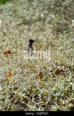 Inde,13 mai, 2021: Oiseau de Bulbul. Oiseau rouge à bulbul ventilé sur la branche. Le bulbul rouge - ventilé est un membre du bulbul Banque D'Images